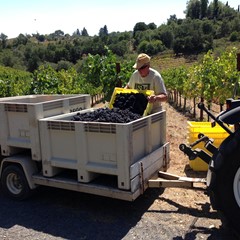 Rod gently filling bins with Pinot Noir
