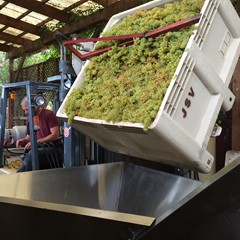 Chardonnay on it's way to the press