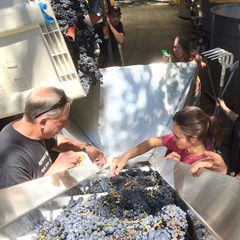 The whole crew sorting grapes